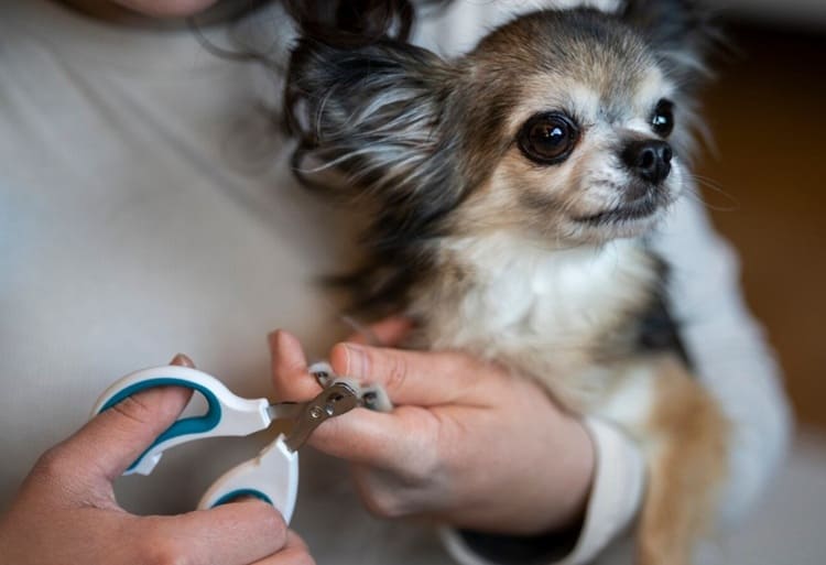 técnicas para el corte de uñas en los perros