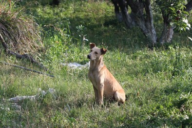 tipos de diarrea en los perros
