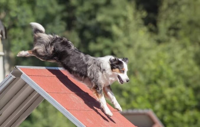 Tratamiento de la ataxia en perros