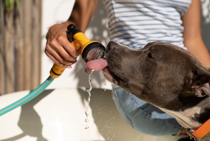 que le puedes dar a un perro para una infeccion de orina