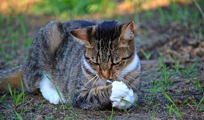 son tenias transferibles de perros a gatos