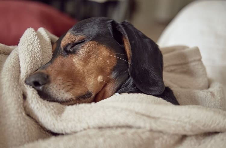 qué tan común es la coccidia en los cachorros