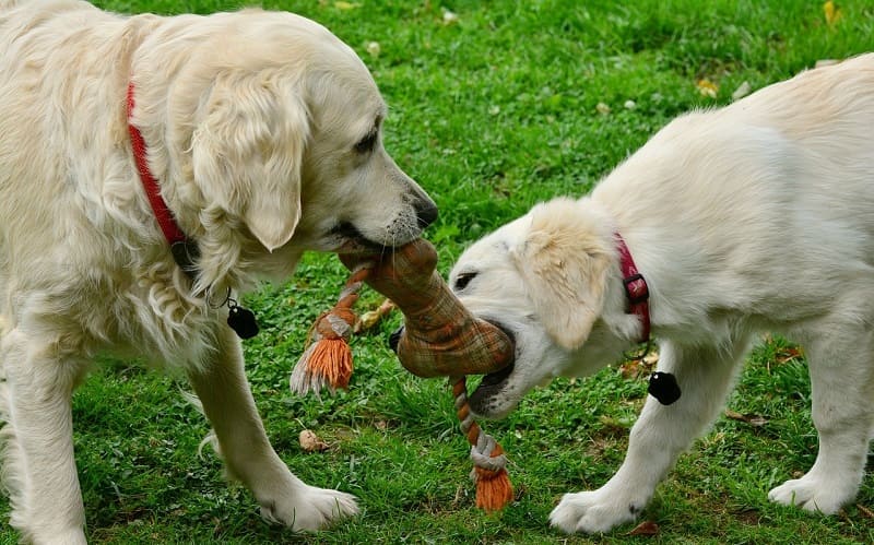 ventajas del adiestramiento para un perro mayor