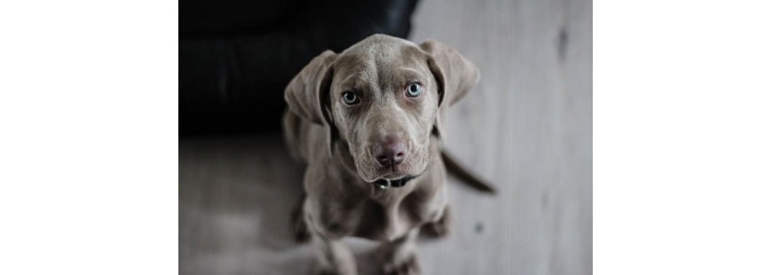 Los mejores antiparasitarios para perros