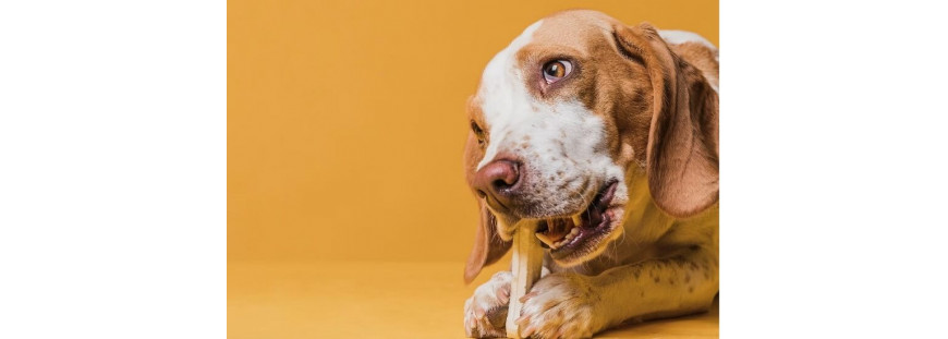 Mejorar la salud dental de tu perro con AnimalNatura