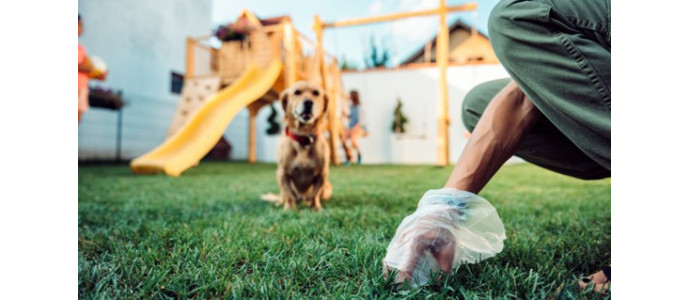 Por qué mi perro come heces