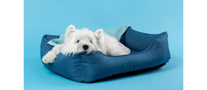 ¿Mi perro necesita cama? Todas sus ventajas