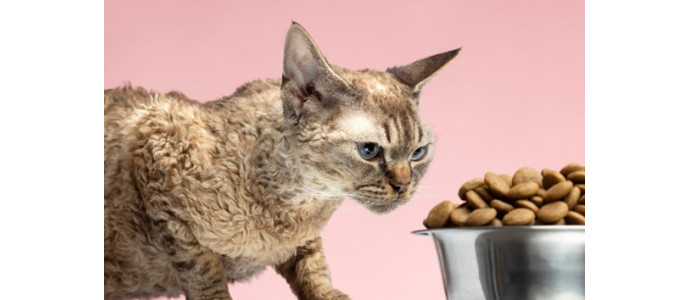 Alimentos tóxicos en los gatos