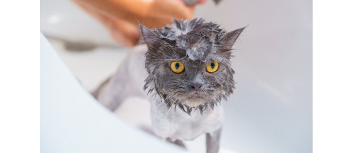 ¿Se puede bañar a un gato?: Champú para gatos natural