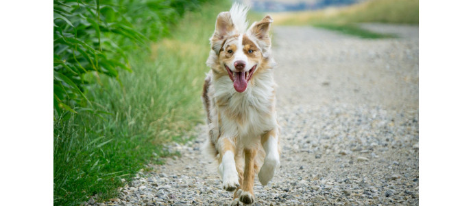 Condroprotectores para perros: para qué sirven y cuál es el mejor