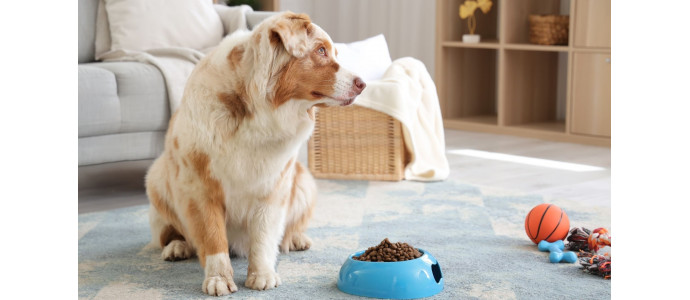 ¿Por qué mi perro no quiere comer? Causas y soluciones
