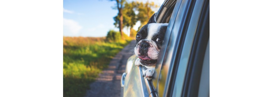 Diez consejos útiles para viajar con tu perro