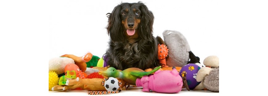 construir claramente cuenta Nuestros juguetes para perros favoritos: ¡diviértete con tu mascota! -  Animalnatura